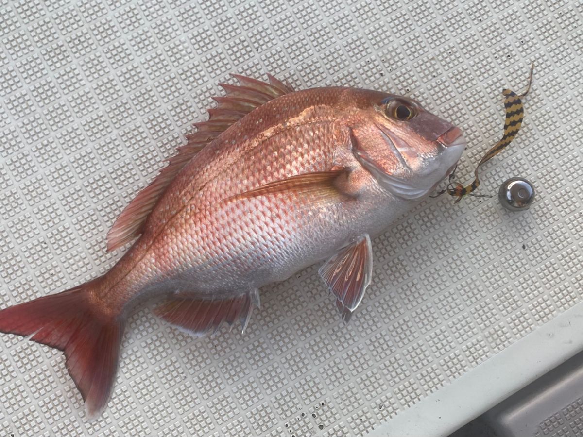 ちぬだんごさんの釣果 1枚目の画像