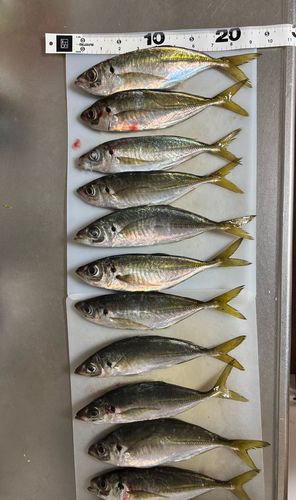アジの釣果