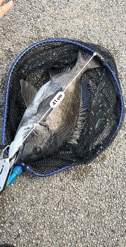 クロダイの釣果