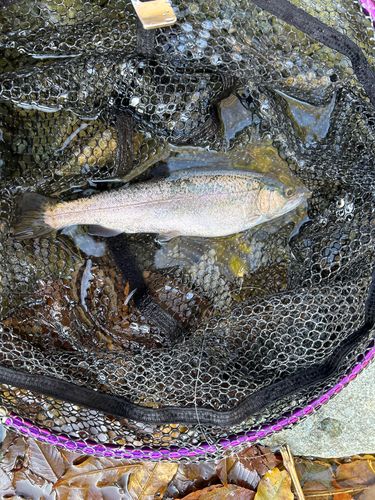 レインボートラウトの釣果