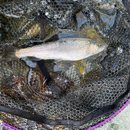 レインボートラウト