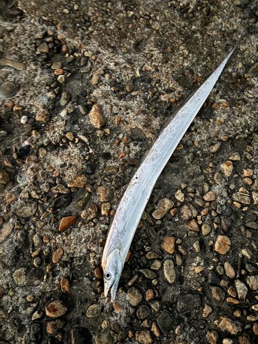 タチウオの釣果