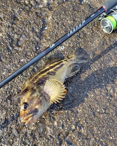 シマソイの釣果