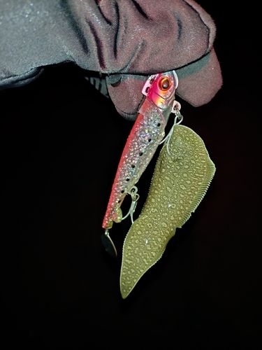 シタビラメの釣果