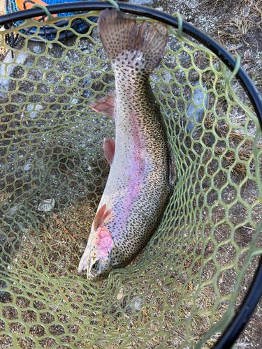 ニジマスの釣果