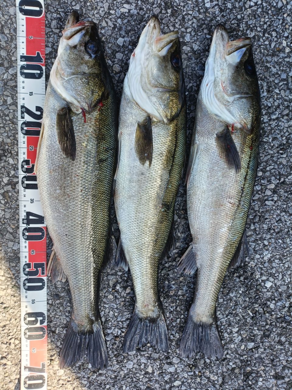 DAIWA 19ラテオ R 100MLの最安値・インプレ・釣果 | 本音の口コミが