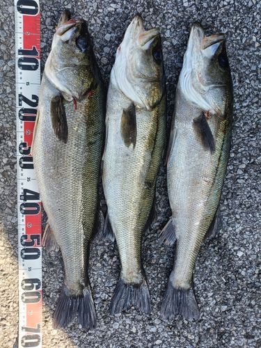 シーバスの釣果