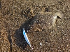 ヒラメの釣果