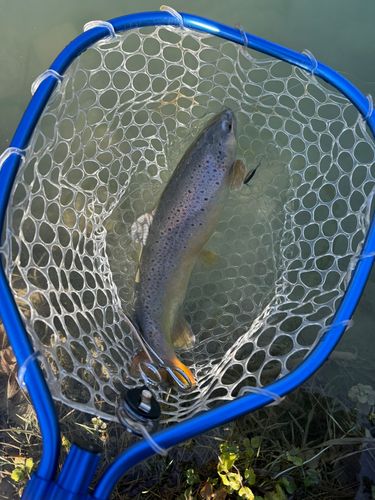 ブラウントラウトの釣果
