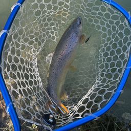 ブラウントラウト