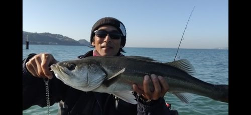 スズキの釣果