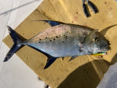 ナンヨウカイワリの釣果