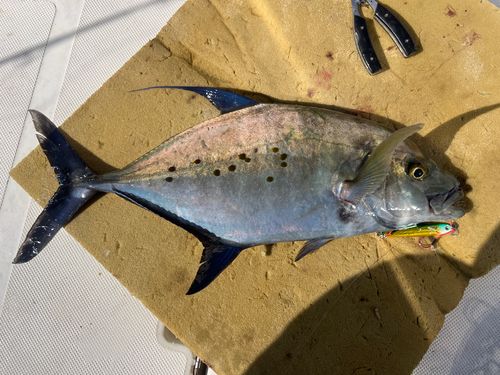ナンヨウカイワリの釣果
