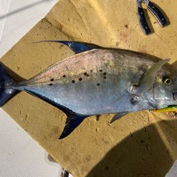 ナンヨウカイワリ