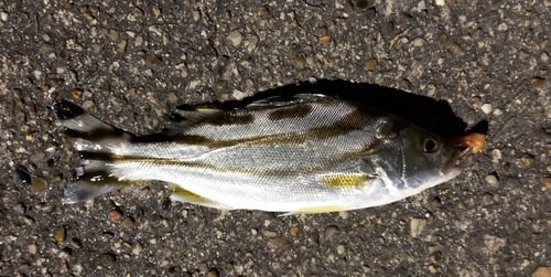 コトヒキの釣果