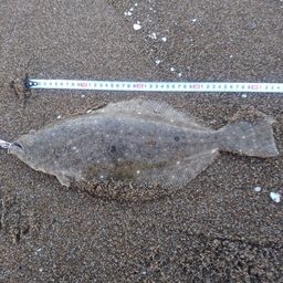 ヒラメ