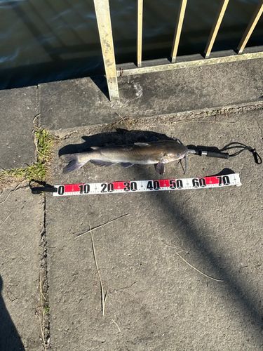 アメリカナマズの釣果