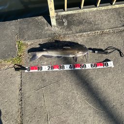 アメリカナマズ