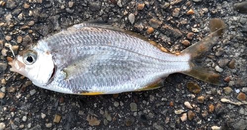 碧南海釣り公園