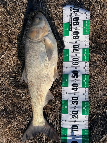 レンギョの釣果