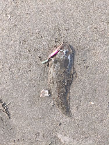 シタビラメの釣果