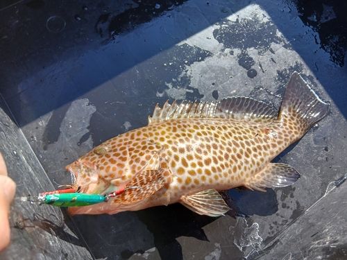 オオモンハタの釣果