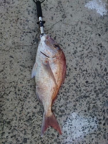 タイの釣果