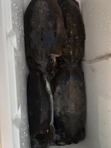 モンゴウイカの釣果