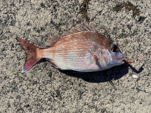 チャリコの釣果