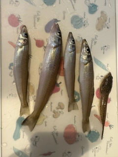 シロギスの釣果