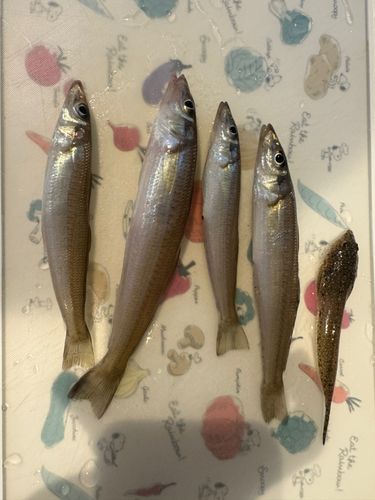 シロギスの釣果