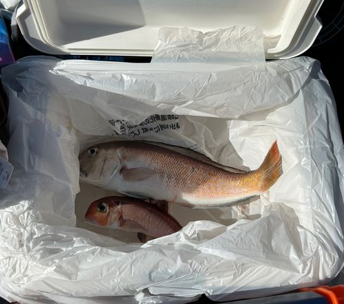 アマダイの釣果