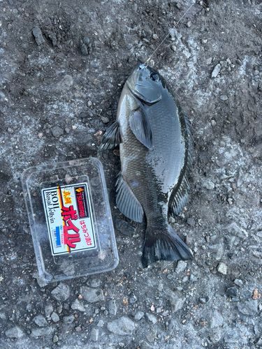 スマガツオの釣果