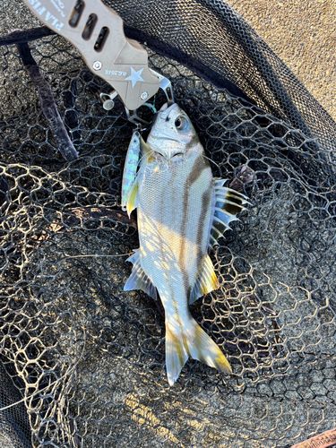 コトヒキの釣果