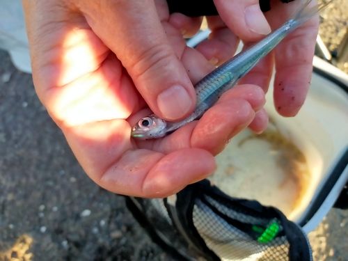 ウルメイワシの釣果