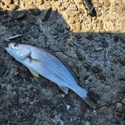 チャイロマルハタ