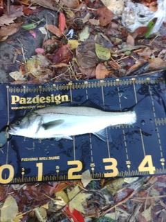 セイゴ（マルスズキ）の釣果