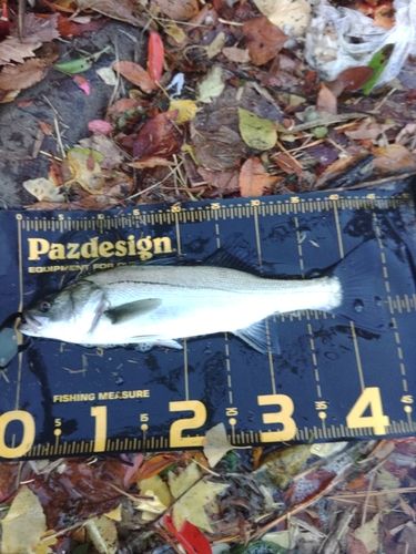 セイゴ（マルスズキ）の釣果