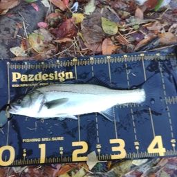 セイゴ（マルスズキ）