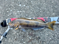 アイナメの釣果