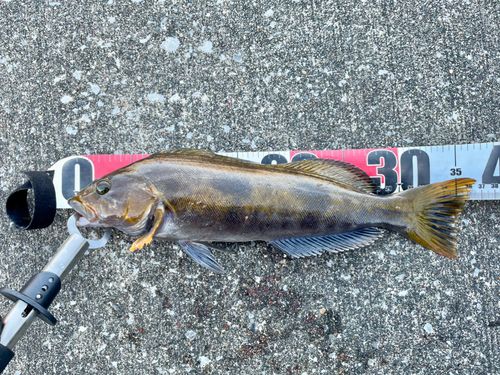 アイナメの釣果