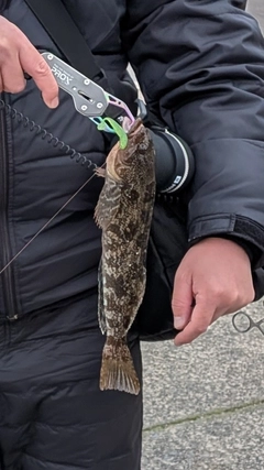 アイナメの釣果