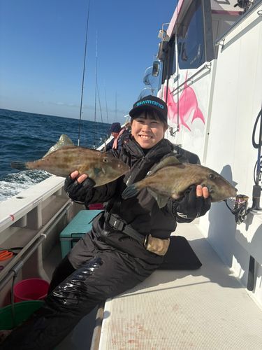 ウマヅラハギの釣果