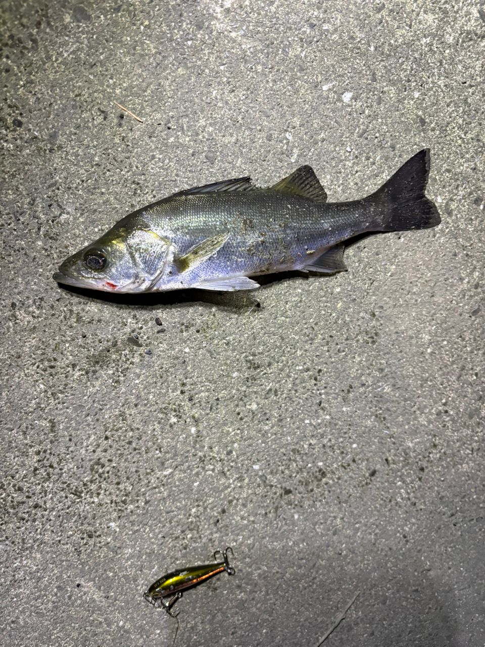 SHIMANO 19ソルティーアドバンス SEABASS S96MLの最安値・インプレ