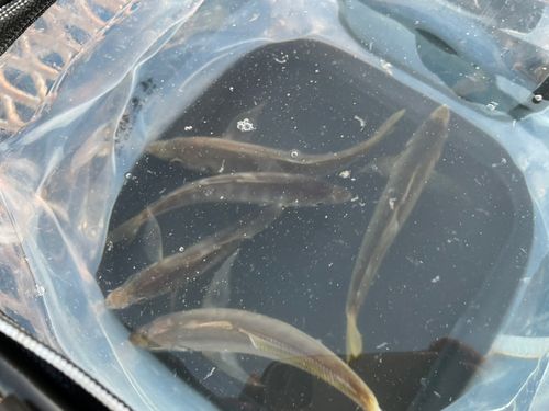 本牧海づり施設