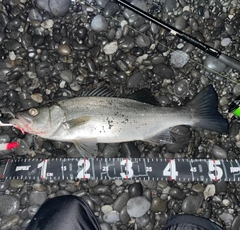 ヒラスズキの釣果