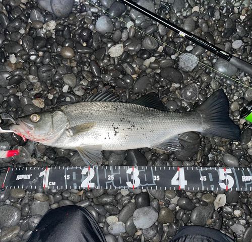 ヒラスズキの釣果
