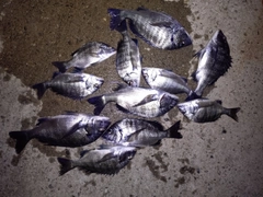 クロダイの釣果