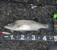 ヒラスズキの釣果