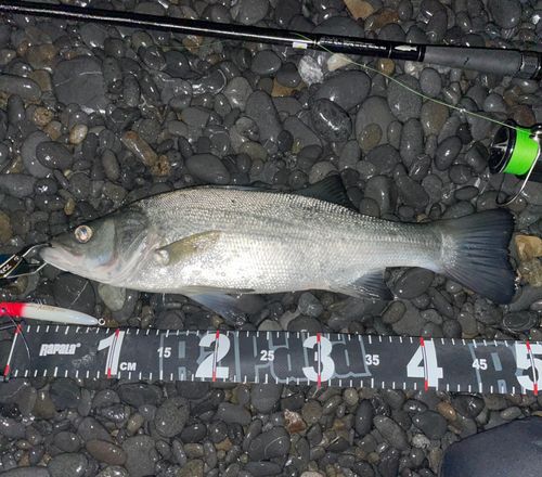 ヒラスズキの釣果